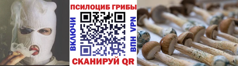 купить   MEGA онион  Псилоцибиновые грибы Cubensis  Минусинск 
